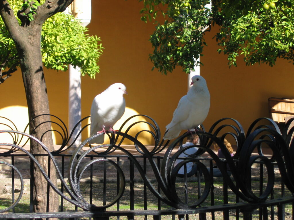 Zwei weiße Tauben auf Zaun