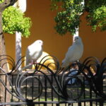 Zwei weiße Tauben auf Zaun