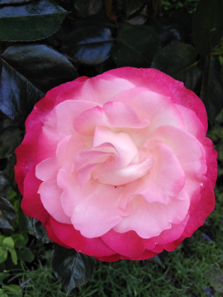 Erinnerung ist kein Rückschritt – warum Erinnern Teil von Heilung ist